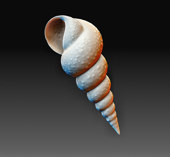 Sea Shell 3D Print 380608