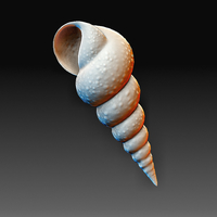 Small Sea Shell 3D Printing 380608