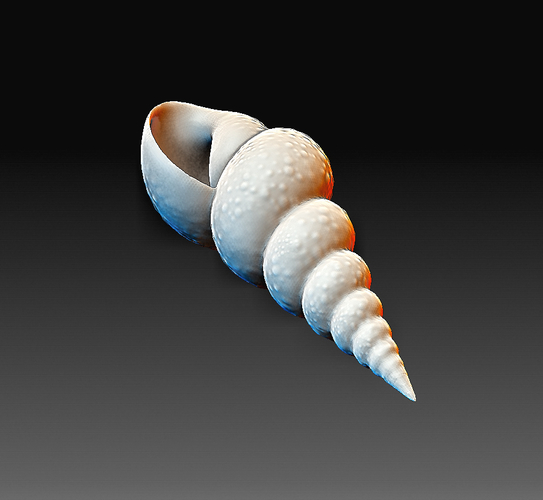 Sea Shell 3D Print 380609
