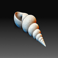 Sea Shell - Thumbnail 3