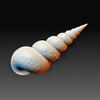 Sea Shell - Thumbnail 4