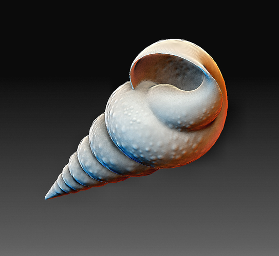 Sea Shell 3D Print 380611