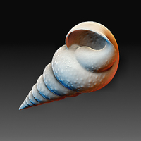 Sea Shell - Thumbnail 5