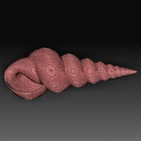 Sea Shell - Thumbnail 6