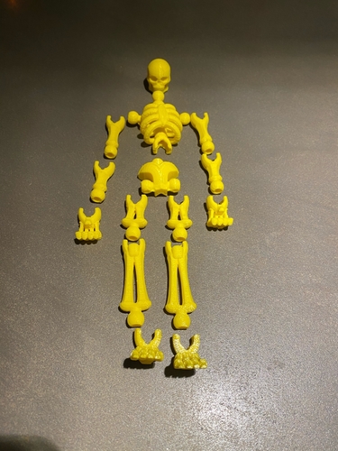 skeleton  3D Print 385019