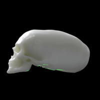 Elongated skull - Thumbnail 2