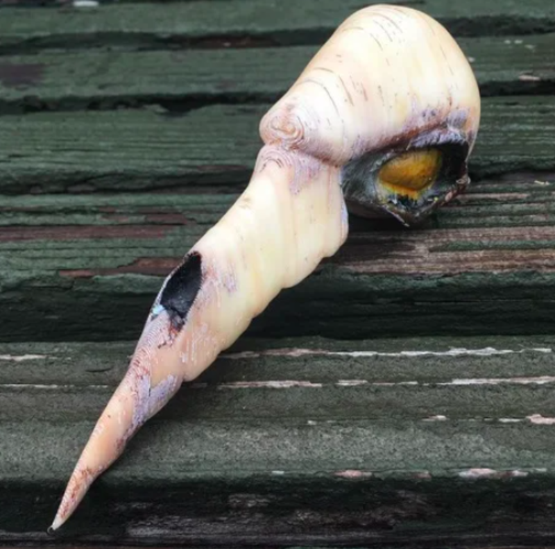 Executor Mask from Pathologic 2