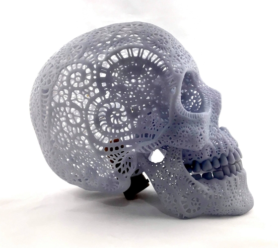 Filigree Anatomical Skull 3D Print 386923