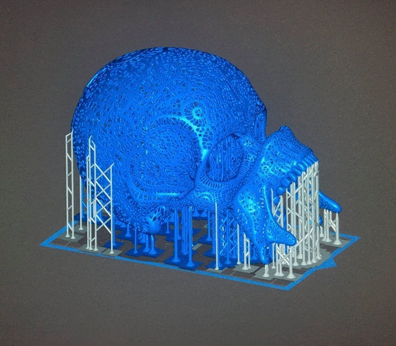 Filigree Anatomical Skull 3D Print 386925