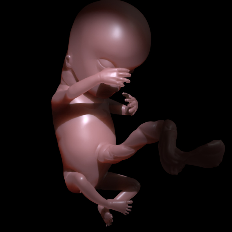 Human Beign - 12 to 14 weeks gestation. E.V.A. VR Project