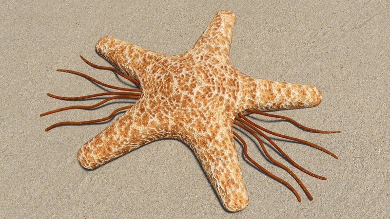 A starworm