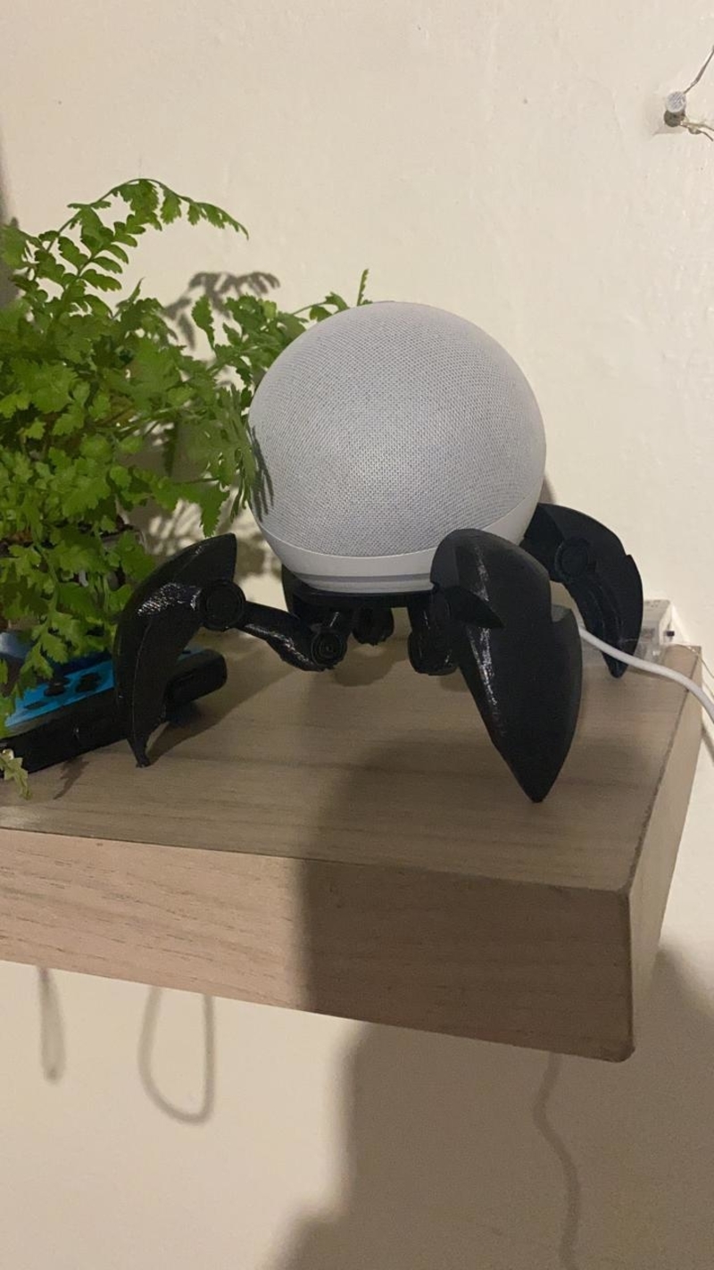echo dot spider