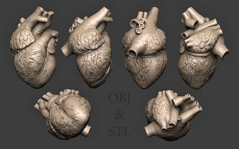 Humans Heart 3D print model 3D Print 391651