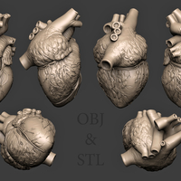 Humans Heart 3D print model - Thumbnail 1