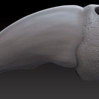 Polar bear claw pendant (4 variations) - Thumbnail 3