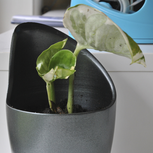 Blade pot plant 3D Print 393947