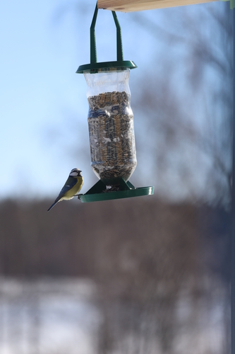 Bird feeder 3D Print 394929