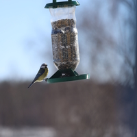 Small Bird feeder 3D Printing 394929