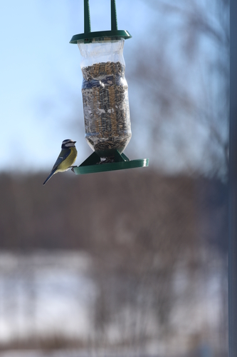 3D Printed Bird feeder by hoglet | Pinshape