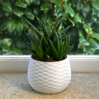 16 PLANTER POT SET - 4 DESIGNS IN 4 SIZES - Thumbnail 10