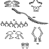 Small Tyrannosaurus Skeleton 3D Printing 398828