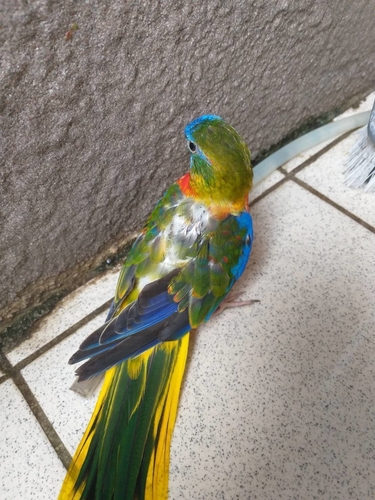 Pet_Turquoise Parrot