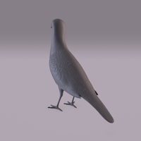 Pigeon - Thumbnail 1