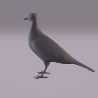 Pigeon - Thumbnail 2