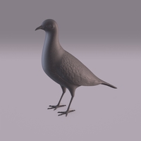 Pigeon - Thumbnail 3