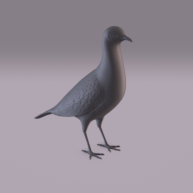Pigeon