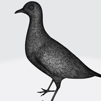 Pigeon - Thumbnail 8