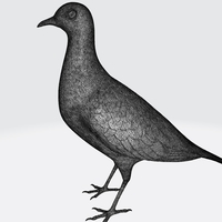 Pigeon - Thumbnail 9