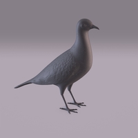 Pigeon - Thumbnail 10