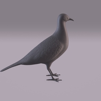 Pigeon - Thumbnail 12