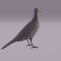 Pigeon - Thumbnail 13