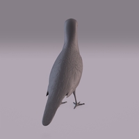 Pigeon - Thumbnail 14