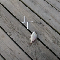 Fishing rig object to prevent tangling - Thumbnail 2