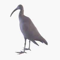 Ibis - Thumbnail 1