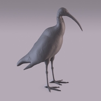 Ibis - Thumbnail 2