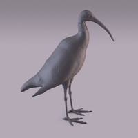 Ibis - Thumbnail 3