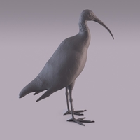 Ibis - Thumbnail 4