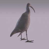 Ibis - Thumbnail 5