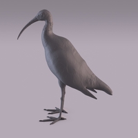 Ibis - Thumbnail 8