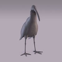 Ibis - Thumbnail 11