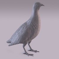 Partridge - Thumbnail 2