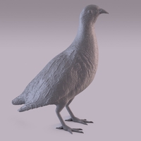 Partridge - Thumbnail 3