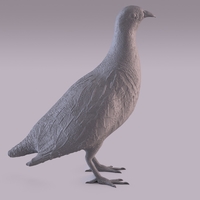 Partridge - Thumbnail 4