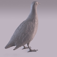 Partridge - Thumbnail 5