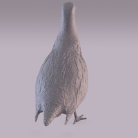 Partridge - Thumbnail 6