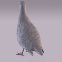 Partridge - Thumbnail 7